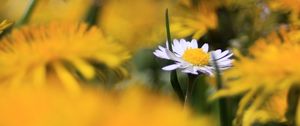 Preview wallpaper daisy, wildflower, summer, blurring