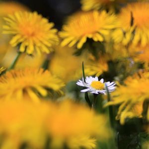 Preview wallpaper daisy, wildflower, summer, blurring