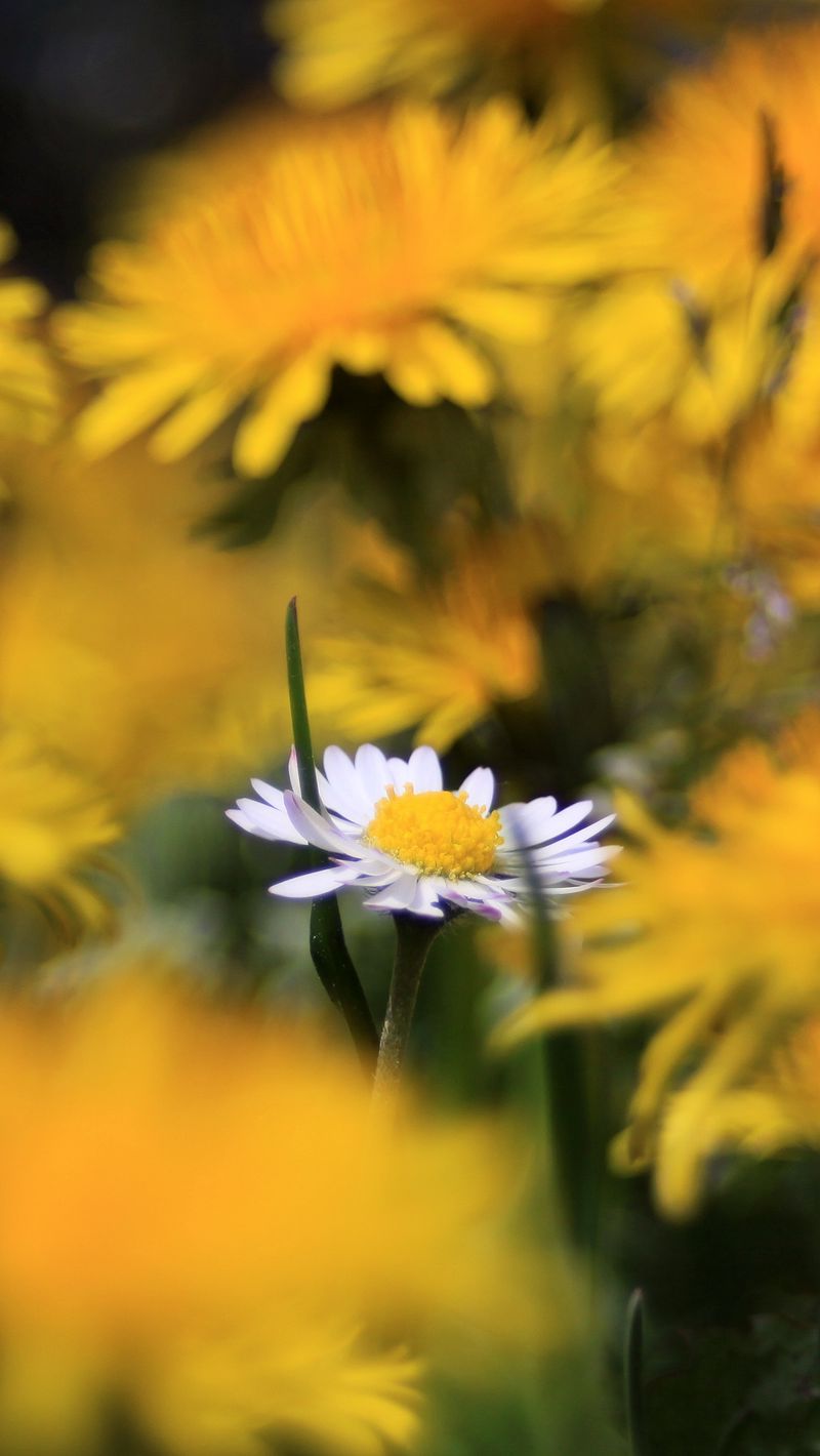 800x1420 Wallpaper daisy, wildflower, summer, blurring