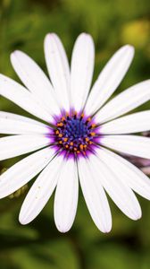 Preview wallpaper daisybushes, petals, flower