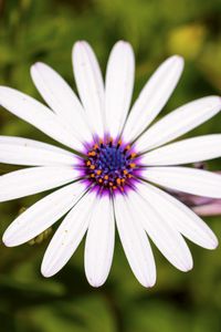 Preview wallpaper daisybushes, petals, flower