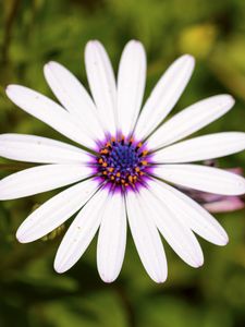 Preview wallpaper daisybushes, petals, flower