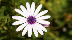 Preview wallpaper daisybushes, petals, flower