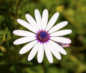 Preview wallpaper daisybushes, petals, flower