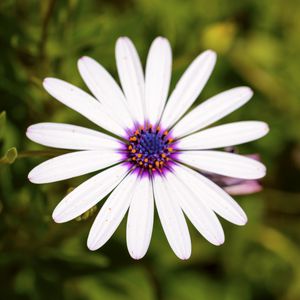 Preview wallpaper daisybushes, petals, flower