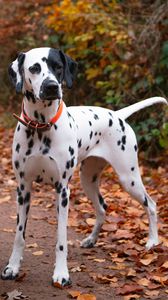 Preview wallpaper dalmatian, dog, animal, autumn, spots, forest, leaves, path, nature