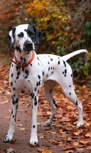 Preview wallpaper dalmatian, dog, animal, autumn, spots, forest, leaves, path, nature