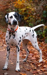 Preview wallpaper dalmatian, dog, animal, autumn, spots, forest, leaves, path, nature