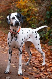 Preview wallpaper dalmatian, dog, animal, autumn, spots, forest, leaves, path, nature