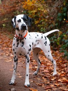 Preview wallpaper dalmatian, dog, animal, autumn, spots, forest, leaves, path, nature