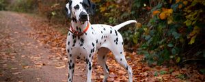 Preview wallpaper dalmatian, dog, animal, autumn, spots, forest, leaves, path, nature
