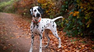 Preview wallpaper dalmatian, dog, animal, autumn, spots, forest, leaves, path, nature