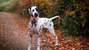 Preview wallpaper dalmatian, dog, animal, autumn, spots, forest, leaves, path, nature