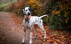 Preview wallpaper dalmatian, dog, animal, autumn, spots, forest, leaves, path, nature