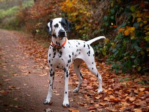Preview wallpaper dalmatian, dog, animal, autumn, spots, forest, leaves, path, nature