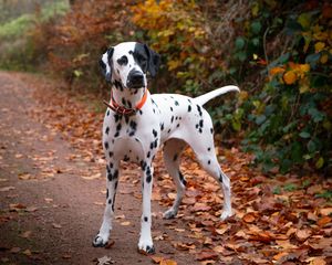 Preview wallpaper dalmatian, dog, animal, autumn, spots, forest, leaves, path, nature