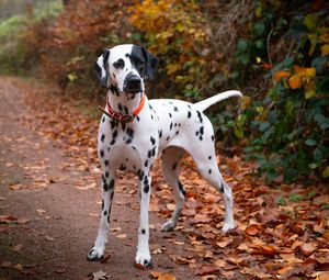 Preview wallpaper dalmatian, dog, animal, autumn, spots, forest, leaves, path, nature