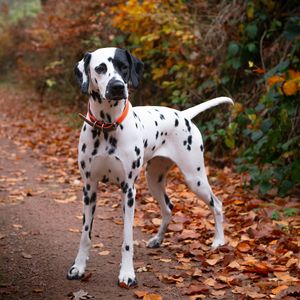 Preview wallpaper dalmatian, dog, animal, autumn, spots, forest, leaves, path, nature