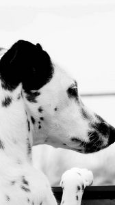 Preview wallpaper dalmatian, dog, brindle, ears