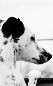 Preview wallpaper dalmatian, dog, brindle, ears