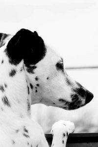 Preview wallpaper dalmatian, dog, brindle, ears