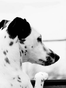 Preview wallpaper dalmatian, dog, brindle, ears