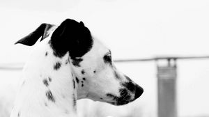 Preview wallpaper dalmatian, dog, brindle, ears