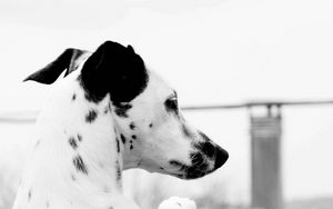 Preview wallpaper dalmatian, dog, brindle, ears