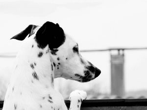 Preview wallpaper dalmatian, dog, brindle, ears