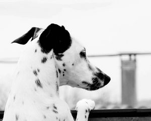 Preview wallpaper dalmatian, dog, brindle, ears