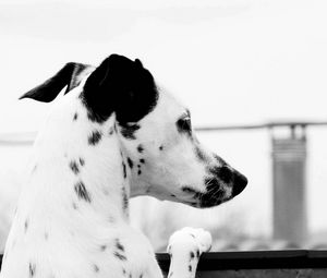 Preview wallpaper dalmatian, dog, brindle, ears