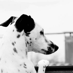 Preview wallpaper dalmatian, dog, brindle, ears