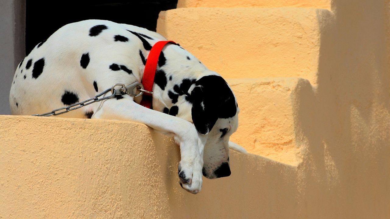 Wallpaper dalmatian, dog, collar, lie down, shadow, ladder