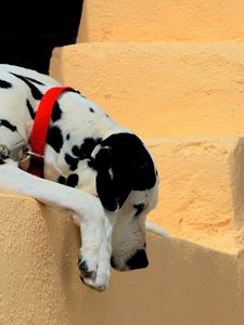 Preview wallpaper dalmatian, dog, collar, lie down, shadow, ladder
