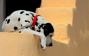 Preview wallpaper dalmatian, dog, collar, lie down, shadow, ladder