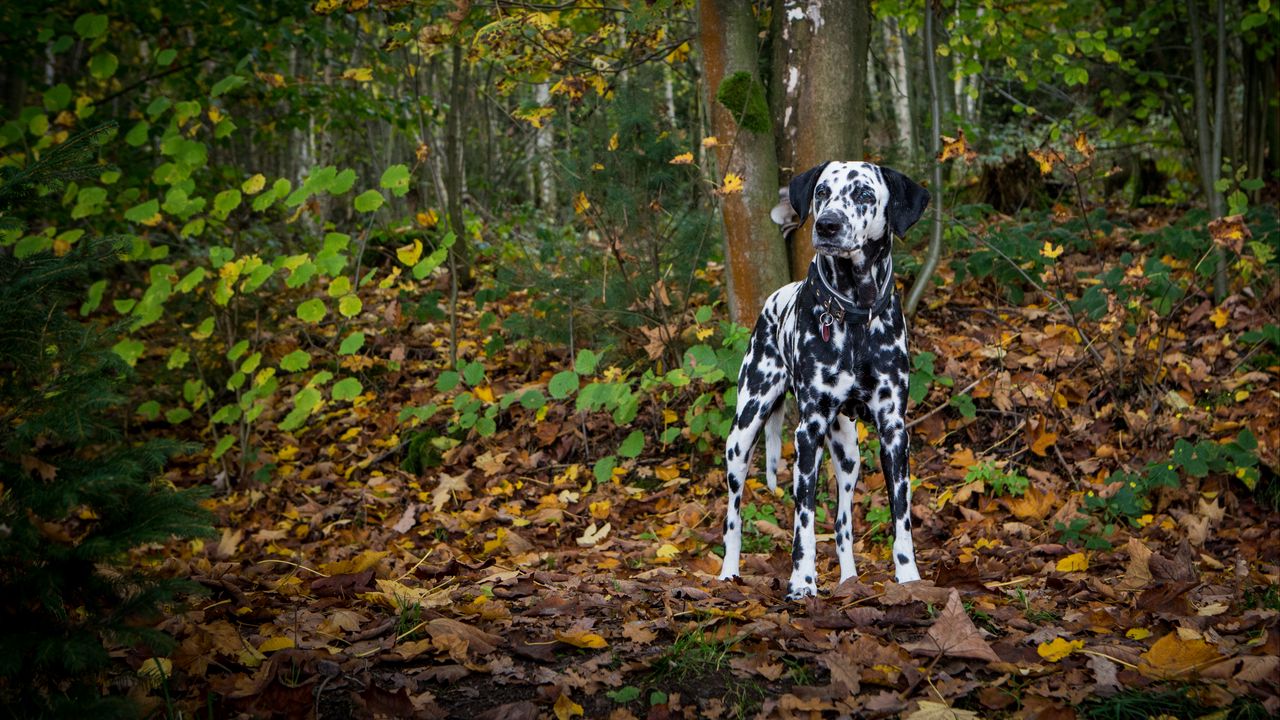 Wallpaper dalmatian, dog, forest, autumn