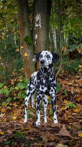 Preview wallpaper dalmatian, dog, forest, autumn