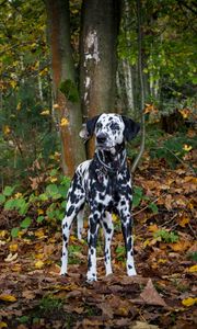 Preview wallpaper dalmatian, dog, forest, autumn