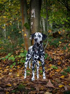 Preview wallpaper dalmatian, dog, forest, autumn