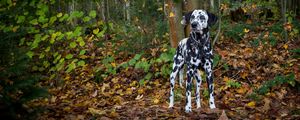 Preview wallpaper dalmatian, dog, forest, autumn