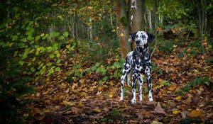 Preview wallpaper dalmatian, dog, forest, autumn