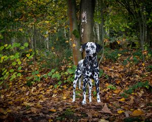 Preview wallpaper dalmatian, dog, forest, autumn