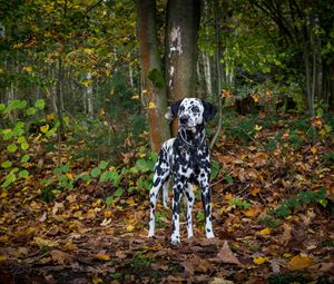 Preview wallpaper dalmatian, dog, forest, autumn