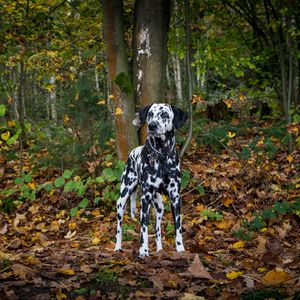 Preview wallpaper dalmatian, dog, forest, autumn