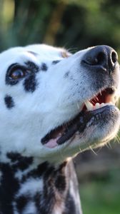 Preview wallpaper dalmatian, dog, muzzle, spotted