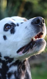 Preview wallpaper dalmatian, dog, muzzle, spotted