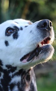 Preview wallpaper dalmatian, dog, muzzle, spotted