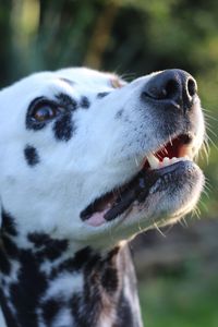 Preview wallpaper dalmatian, dog, muzzle, spotted