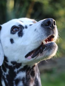 Preview wallpaper dalmatian, dog, muzzle, spotted