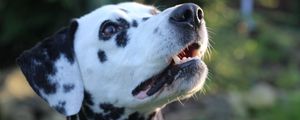 Preview wallpaper dalmatian, dog, muzzle, spotted